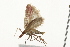  ( - 09BBELE-0238)  @12 [ ] CreativeCommons - Attribution (2009) Unspecified Centre for Biodiversity Genomics