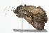  ( - 09BBELE-0524)  @13 [ ] CreativeCommons - Attribution (2009) Unspecified Centre for Biodiversity Genomics