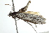  ( - BIOUG01370-H11)  @13 [ ] CreativeCommons - Attribution (2012) CBG Photography Group Centre for Biodiversity Genomics