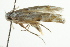  (Coleotechnites eryngiella - BIOUG01396-E01)  @13 [ ] CreativeCommons - Attribution (2012) CBG Photography Group Centre for Biodiversity Genomics