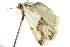  ( - BIOUG01398-D06)  @13 [ ] CreativeCommons - Attribution (2012) CBG Photography Group Centre for Biodiversity Genomics