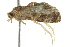  ( - BIOUG01416-H09)  @13 [ ] CreativeCommons - Attribution (2012) CBG Photography Group Centre for Biodiversity Genomics