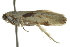  ( - BIOUG01418-G02)  @13 [ ] CreativeCommons - Attribution (2012) CBG Photography Group Centre for Biodiversity Genomics