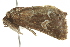  ( - BIOUG01419-C07)  @12 [ ] CreativeCommons - Attribution (2012) CBG Photography Group Centre for Biodiversity Genomics