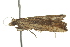  (Eucosma BioLep46 - BIOUG01419-E05)  @12 [ ] CreativeCommons - Attribution (2012) CBG Photography Group Centre for Biodiversity Genomics