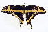  ( - BIOUG01421-A05)  @14 [ ] CreativeCommons - Attribution (2012) CBG Photography Group Centre for Biodiversity Genomics