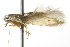  (Coleophora JFL300 - BIOUG01451-B09)  @12 [ ] CreativeCommons - Attribution (2012) CBG Photography Group Centre for Biodiversity Genomics