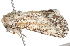  (Sympistis n. sp. 6 - BIOUG01541-A02)  @13 [ ] CreativeCommons - Attribution (2012) CBG Photography Group Centre for Biodiversity Genomics