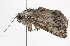  ( - BIOUG01542-C05)  @12 [ ] CreativeCommons - Attribution (2012) CBG Photography Group Centre for Biodiversity Genomics