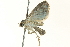  ( - BIOUG01549-F05)  @12 [ ] CreativeCommons - Attribution (2012) CBG Photography Group Centre for Biodiversity Genomics
