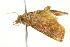  ( - BIOUG01455-A12)  @12 [ ] CreativeCommons - Attribution (2012) CBG Photography Group Centre for Biodiversity Genomics