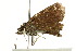  ( - BIOUG01468-H10)  @12 [ ] CreativeCommons - Attribution (2012) CBG Photography Group Centre for Biodiversity Genomics