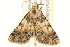  ( - BIOUG01541-C09)  @13 [ ] CreativeCommons - Attribution (2012) CBG Photography Group Centre for Biodiversity Genomics