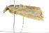  ( - BIOUG01456-F08)  @13 [ ] CreativeCommons - Attribution (2012) CBG Photography Group Centre for Biodiversity Genomics