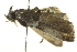  ( - BIOUG01828-D01)  @12 [ ] CreativeCommons - Attribution (2012) CBG Photography Group Centre for Biodiversity Genomics