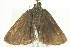  ( - BIOUG01828-G06)  @13 [ ] CreativeCommons - Attribution (2012) CBG Photography Group Centre for Biodiversity Genomics