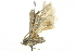  ( - BIOUG01562-B06)  @12 [ ] CreativeCommons - Attribution (2012) CBG Photography Group Centre for Biodiversity Genomics
