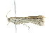  ( - BIOUG01994-C09)  @12 [ ] CreativeCommons - Attribution (2013) CBG Photography Group Centre for Biodiversity Genomics