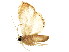 ( - BIOUG01922-H03)  @12 [ ] CreativeCommons - Attribution (2012) CBG Photography Group Centre for Biodiversity Genomics