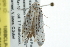 ( - 10BBCLP-0613)  @13 [ ] CreativeCommons - Attribution (2011) CBG Photography Group Centre for Biodiversity Genomics
