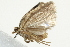  ( - 10BBCLP-0739)  @12 [ ] CreativeCommons - Attribution (2011) CBG Photography Group Centre for Biodiversity Genomics