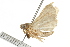  ( - 10BBCLP-0750)  @12 [ ] CreativeCommons - Attribution (2011) CBG Photography Group Centre for Biodiversity Genomics