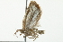  ( - 10BBCLP-0763)  @12 [ ] CreativeCommons - Attribution (2011) CBG Photography Group Centre for Biodiversity Genomics