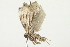  ( - 10BBCLP-0769)  @12 [ ] CreativeCommons - Attribution (2011) CBG Photography Group Centre for Biodiversity Genomics