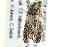  ( - 10BBCLP-0788)  @11 [ ] CreativeCommons - Attribution (2011) CBG Photography Group Centre for Biodiversity Genomics