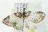  ( - 10BBCLP-0919)  @13 [ ] CreativeCommons - Attribution (2011) CBG Photography Group Centre for Biodiversity Genomics
