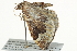  ( - 10BBCLP-0948)  @12 [ ] CreativeCommons - Attribution (2011) CBG Photography Group Centre for Biodiversity Genomics