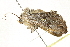 ( - 10BBCLP-1693)  @13 [ ] CreativeCommons - Attribution (2011) CBG Photography Group Centre for Biodiversity Genomics