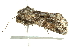  ( - 10BBCLP-1709)  @13 [ ] CreativeCommons - Attribution (2011) CBG Photography Group Centre for Biodiversity Genomics