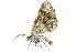  ( - 10BBCLP-1883)  @13 [ ] CreativeCommons - Attribution (2011) CBG Photography Group Centre for Biodiversity Genomics