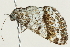  ( - 10BBCLP-1884)  @13 [ ] CreativeCommons - Attribution (2011) CBG Photography Group Centre for Biodiversity Genomics