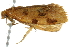  ( - 10BBCLP-1901)  @12 [ ] CreativeCommons - Attribution (2011) CBG Photography Group Centre for Biodiversity Genomics