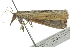  ( - 10BBCLP-1960)  @13 [ ] CreativeCommons - Attribution (2011) CBG Photography Group Centre for Biodiversity Genomics