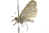  ( - 10BBCLP-1965)  @13 [ ] CreativeCommons - Attribution (2011) CBG Photography Group Centre for Biodiversity Genomics