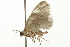  ( - 09BBELE-1259)  @12 [ ] CreativeCommons - Attribution (2009) Unspecified Centre for Biodiversity Genomics