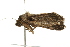  ( - 09BBELE-1369)  @13 [ ] CreativeCommons - Attribution (2009) Unspecified Centre for Biodiversity Genomics