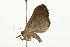  ( - 09BBELE-1783)  @12 [ ] CreativeCommons - Attribution (2009) Unspecified Centre for Biodiversity Genomics