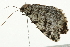  ( - 09BBELE-1788)  @12 [ ] CreativeCommons - Attribution (2009) Unspecified Centre for Biodiversity Genomics