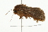  ( - 09BBELE-1816)  @12 [ ] CreativeCommons - Attribution (2009) Unspecified Centre for Biodiversity Genomics