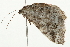  ( - 09BBELE-1818)  @12 [ ] CreativeCommons - Attribution (2009) Unspecified Centre for Biodiversity Genomics