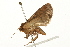  ( - 09BBELE-1936)  @12 [ ] CreativeCommons - Attribution (2010) Unspecified Centre for Biodiversity Genomics