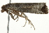  ( - 10BBCLP-2003)  @12 [ ] CreativeCommons - Attribution (2011) CBG Photography Group Centre for Biodiversity Genomics