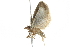  ( - 10BBCLP-2018)  @13 [ ] CreativeCommons - Attribution (2011) CBG Photography Group Centre for Biodiversity Genomics