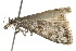  ( - 10BBCLP-2287)  @13 [ ] CreativeCommons - Attribution (2011) CBG Photography Group Centre for Biodiversity Genomics