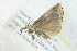  ( - 10BBCLP-2301)  @13 [ ] CreativeCommons - Attribution (2011) CBG Photography Group Centre for Biodiversity Genomics