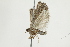  ( - 10BBCLP-2319)  @12 [ ] CreativeCommons - Attribution (2011) CBG Photography Group Centre for Biodiversity Genomics